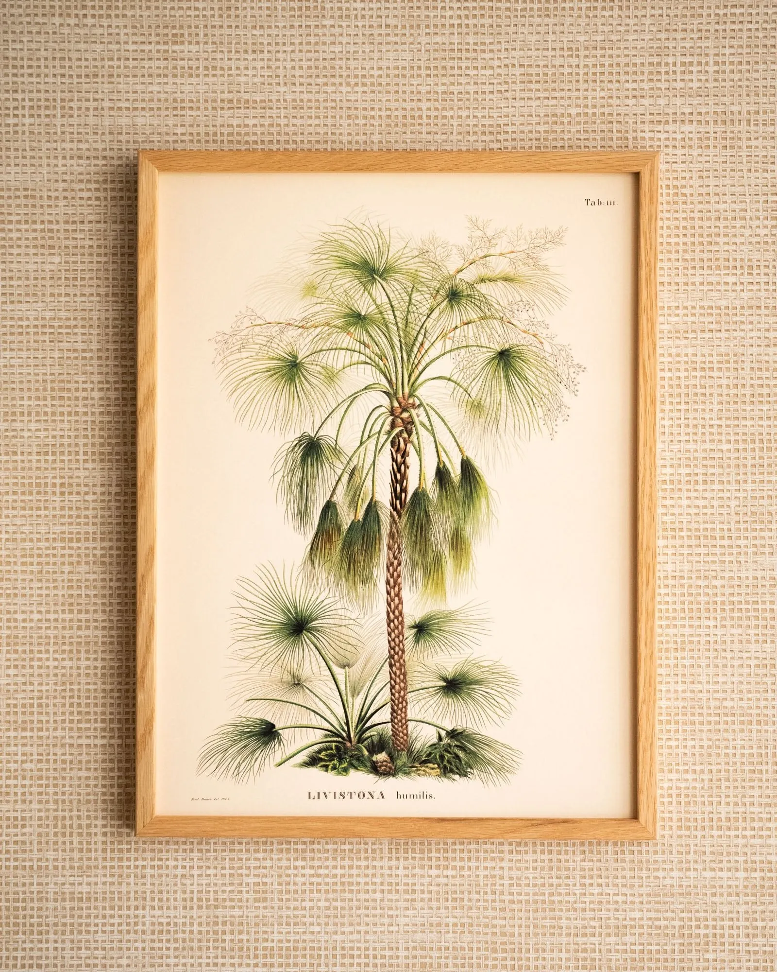 Wall Art Livistona Humilis