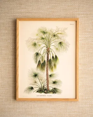 Wall Art Livistona Humilis